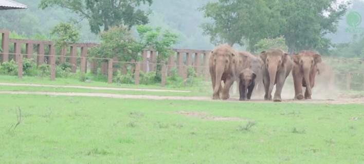 Συγκλονιστική στιγμή: Αγέλη ελεφάντων τρέχει να καλωσορίσει ορφανό ελεφαντάκι [βίντεο]